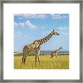 Trio Giraffes Framed Print