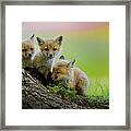 Trio Of Fox Kits Framed Print