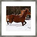 Tristan In The Snow Framed Print