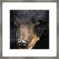 Trixie Moon Bear - In Support Of Animals Asia Framed Print