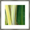 Tropical Banana Tree Framed Print