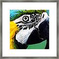 Tropical Bird - Colorful Macaw Framed Print