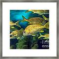 Tropical Fish Framed Print