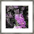 Tropical Orchids Framed Print