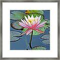 Tropical Pink Lily Framed Print