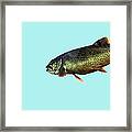 Trout On Aqua Framed Print