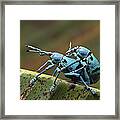 True Weevils Mating Papua New Guinea Framed Print