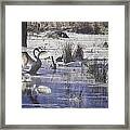 Trumpeter Swans On Winter Pond Framed Print
