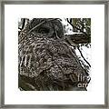 Tucked In The Trees Framed Print