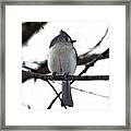 Tufted Titmouse 1 Framed Print