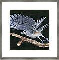 Tufted Titmouse Take-off Framed Print