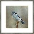 Tufted Titmouse Watching Framed Print
