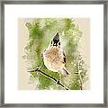 Tufted Titmouse - Watercolor Art Framed Print