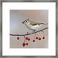 Tufted Titmouse With Red Berry Framed Print