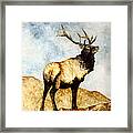 Tule Elk Framed Print