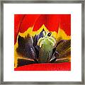 Tulip 2 Framed Print