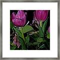 Tulip 2 Framed Print