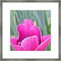 Tulip 53 Framed Print