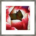 Tulip Abstract Framed Print