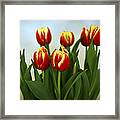 Tulip Arrangement Framed Print