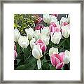 Purple And White Tulips Framed Print