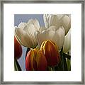 Tulip Bouquet Framed Print