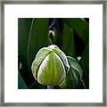 Tulip Bud Framed Print
