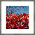 Tulip Chatter Framed Print