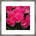 Tulip Festival - 19 Framed Print