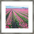 Tulip Fields, Skagit County, Washington Framed Print