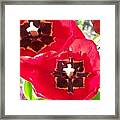 Tulip Harmony Framed Print