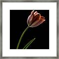 Tulip In Quiet Light Framed Print