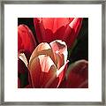 Tulip In The Light Framed Print