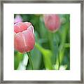 Tulip Framed Print