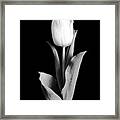Tulip Framed Print