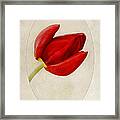 Tulip Tambour Maitre Framed Print