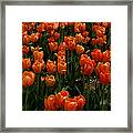 Tulip Time Framed Print