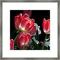 Tulips And Daffodils Framed Print