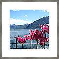 Tulips At Lake Geneva Framed Print
