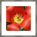 Tulips - Desire 05 Framed Print