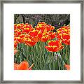 Tulips From Brooklyn Framed Print