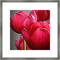 Tulips In The  Morning Light Framed Print