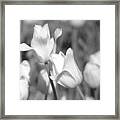 Tulips - Infrared 13 Framed Print