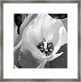 Tulips - Infrared 32 Framed Print