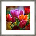 Tulips Light Framed Print