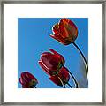 Tulips On Blue Framed Print