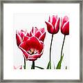 Tulips Say Hello Framed Print