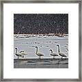 Tundra Swans In The Snow Framed Print