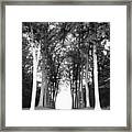 Tunnel Of Trees Framed Print