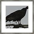 Turkey Vulture Framed Print